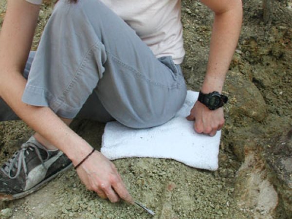 Figure 6. Museum volunteer Heather Pugh uncovers a mandible of Nannippus on November 6, 2003 in the green clay zone at Tyner Farm.