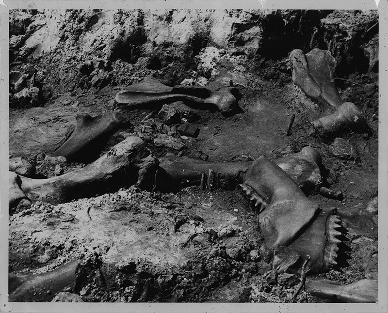 Figure 2. Mastodon skeleton from West Palm Beach Site as exposed in the field in 1969.