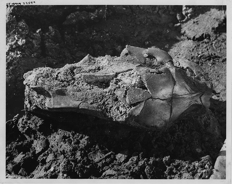 Figure 3. Skull of the extinct giant capybara Neochoerus pinckneyi from the West Palm Beach Site, Palm Beach County, Florida, as it looked in the field. Dorsal side of skull in view, posterior to right.