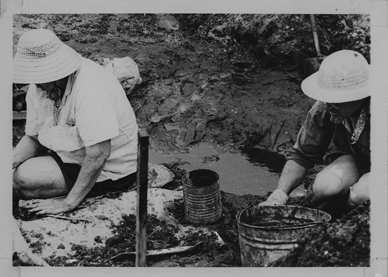 Figure 1. Two fossil diggers at the West Palm Beach Site. Note the dark color of the fossil-bearings layer being excavated.