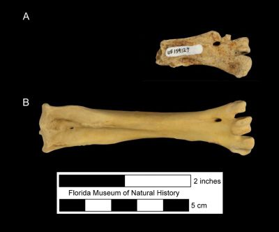 Figure 4. Tarsometatarsus of Haliaeetus leucocephalus in anterior view. A) UF 159127, fossil specimen of a partial right distal tarsometatarsus from Cutler Hammock, Dade County, Florida. B) Complete modern specimen for comparison.