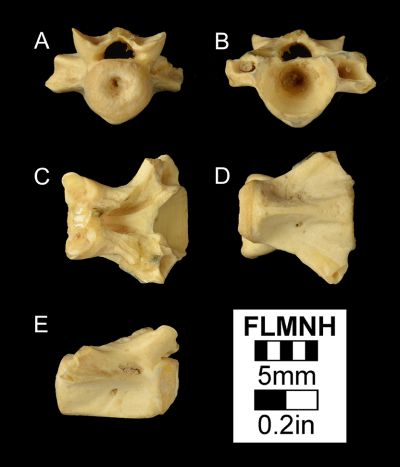 Figure 3. UF 2013, Batrachosauroides dissimulans fossil vertebra from the Moscow Local Fauna in Texas. A) Anterior, B) posterior, C) dorsal, D) ventral, E) and lateral views.