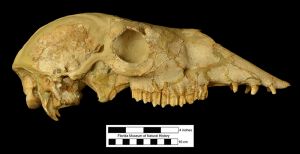 Fossil skull of the large-headed llama (UF 205750) in lateral view.