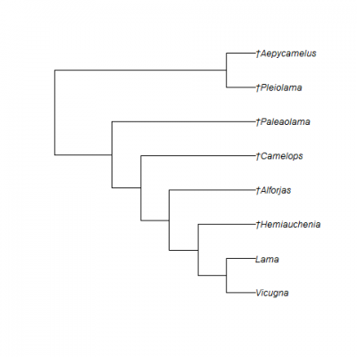 Figure 2. Phylogeny of the tribe Lamini within the subfamily Camelinae (Scherer, 2013). Only genera are listed; those preceded by † are extinct. Figure 3 shows the relationships of species within the genus Hemiauchenia. Note that in Scherer’s (2013) analysis, Hemiauchenia blancoensis (not shown) did not group with the other species of Hemiauchenia, but instead its position was between Aepycamelus + Pleiolama and Palaeolama. This result is not consistent with those of other studies (e.g., Honey et al., 1998) and deserves further scrutiny.