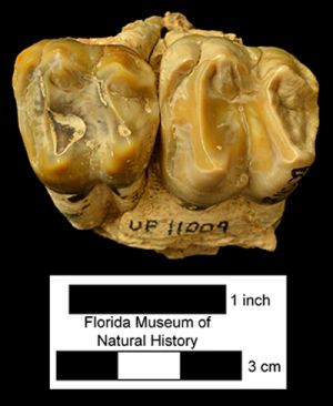 Occlusal view of teeth belonging to Webb's tapir.