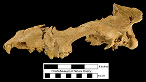 Partial skull of belonging to this species