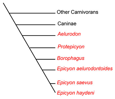 Figure 2. A cladistic tree modified from from Wang et al. (2004) showing the evolutionary relationships of Epicyon haydeni. Taxa in red are members of the subfamily Borophaginae.