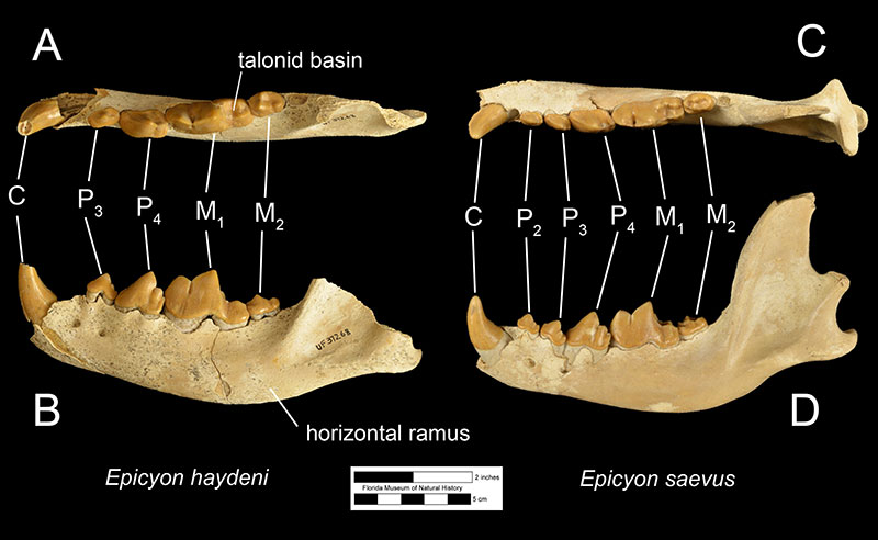 Figure 3. The left mandible of Epicyon haydeni (UF 37268) in A) occlusal and B) left lateral views and the right mandible of Epicyon saevus (UF 37265) in C) occlusal and D) right lateral views. The views of the mandible of Epicyon saevus has been flipped to facilitate comparison with that of Epicyon haydeni. Both specimens are from the late Clarendonian Love Site. Abbreviations: C= canine; P2= second premolar; P3= third premolar; P4= fourth premolar; M1= first molar; M2= second molar.