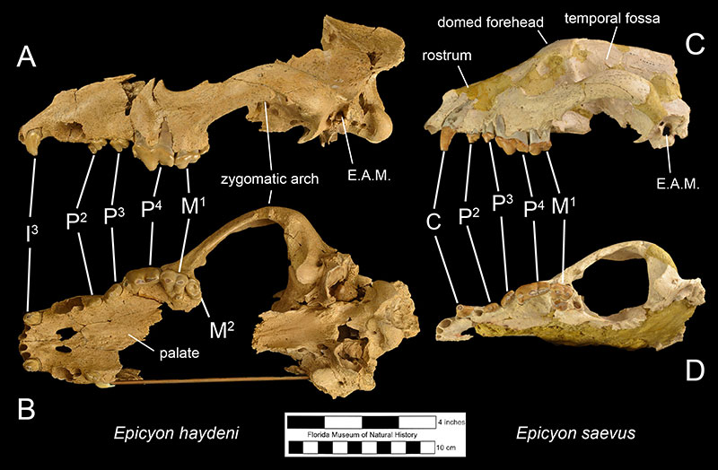 Figure 4. The partial skull of Epicyon haydeni (UF 92000) in A) left lateral and B) occlusal views and the partial skull of Epicyon saevus (UF 33301) in c) right lateral and B) occlusal views. The image of the skull of Epicyon saevus has been flipped to faciliate comparison with that of Epicyon haydeni. UF 33301 is from the late Clarendonian locality Love Site while UF 92000 is from the early Hemphillian locality Haile 19A. Abbreviations:C= canine; E.A.M.= external auditory meatus; M1= first molar; M2= second molar; P2= second premolar; P3= third premolar; P4= fourth premolar.