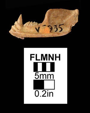 UF/FGS 5935, a jaw belonging to this species.