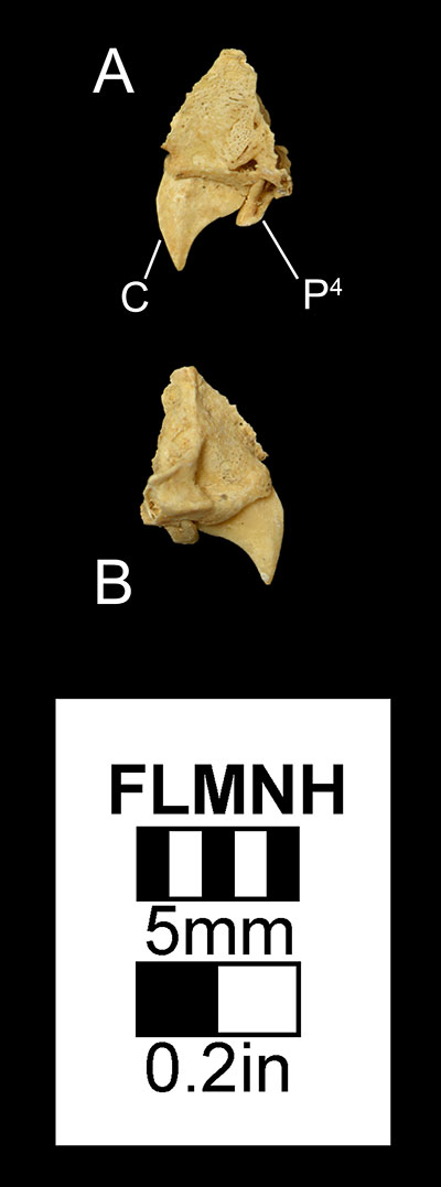 Figure 2. Partial right maxilla of Desmodus stocki (UF 61374) in A) medial and B) right lateral views. Abbreviations: C= canine, P4= fourth premolar.