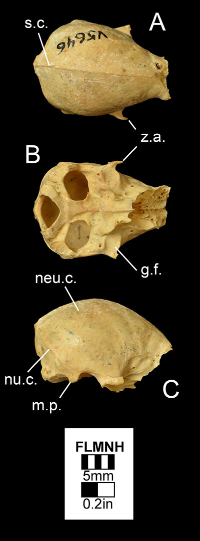 Figure 3. The braincase of Desmodus stocki (UF/FGS 5646) in A) dorsal, B) ventral, and C) right lateral views. Abbreviations: g.f.= glenoid fossa; m.p.= mastoid process; neu.c.= neurocranium; nu.c.= nuchal crest; s.c.= sagittal crest; z.a.= zygomatic arch.