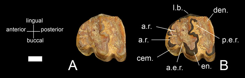 Figure 4. A) Closeup of the lower third premolar of UF 51052, the holotype of Sylvilagus webbi, and B) the same tooth, labeled. Areas shaded in dark grey represent enamel. Areas of dentine are a pale orange/tan and cementum is a pale yellow color. Abbreviations: a.e.r.= anteroexternal reentrant; a.r.= anterior reentrants; cem= cementum; den.= dentine; en.= enamel; l.b.= lingual border of the tooth; p.e.r.= posteroexternal reentrant. Buccal means the same as labial. Scale= 1mm (0.0393701 in).