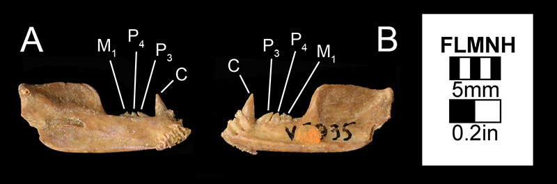 Figure 4. The left mandible of Desmodus stocki (UF 5935) in A) medial and B) left lateral views. This specimen was the holotype specimen of Desmodus magnus (Gut, 1959), which has since been synonymized to Desmodus stocki.