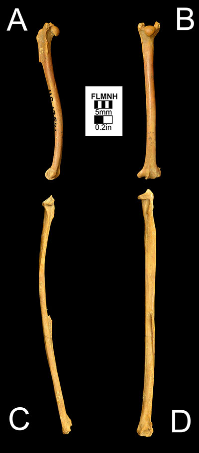 Figure 5. The right humerus of Desmodus stocki (UF 12541) in A) anterior and B) medial views and the left radius of Desmodus stocki (UF 93858) in C) anterior and D) medial views. UF 93858 has been flipped. 