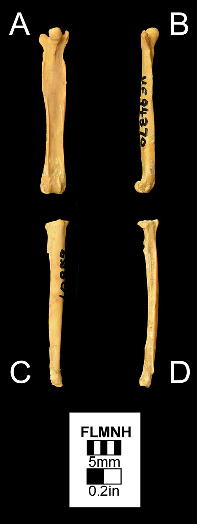 Figure 6. The femur of Desmodus stocki (UF 94370) in A) anterior and B) medial views and the tibia of Desmodus stocki (UF/FGS 5646) in C) anterior and B) lateral views.