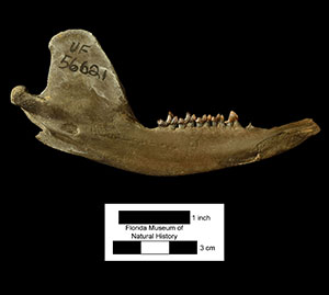 UF 56621, a mandible belonging to this species