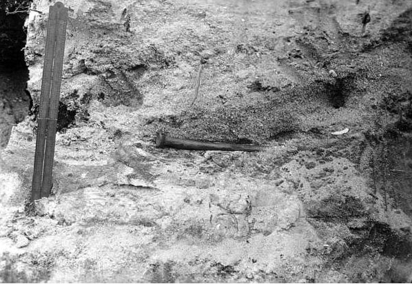 Figure 1. Fossil human bone exposed in Stratum 2 on side of drainage canal at Vero Canal Site, 1916. Photo credit: State Archives of Florida, Florida Memory.