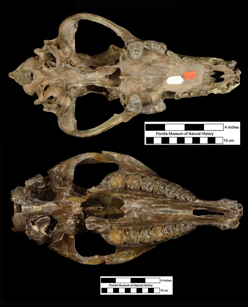 Figure 3. Skulls in ventral view of the dire wolf (Canis dirus) and the Vero tapir (Tapirus veroensis) found in Stratum 2 at the Vero Canal Site between 1916 and 1918. These are the finest specimens found at the site.