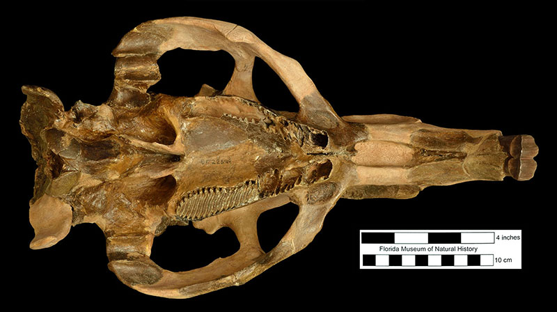 Figure 4. Ventral view of the restored skull of the extinct giant capybara Neochoerus pinckneyi from the West Palm Beach Site, Palm Beach County, Florida, as it looks today. Darker areas are real bone; lighter tan areas are reconstructed based on skulls of modern capybaras.