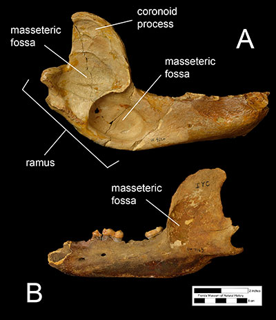 Figure 2. A) The edentulous (toothless) right mandible of the North American spectacled bear, Tremarctos floridanus (UF 8526) and B) the left mandible of the North American black bear, Ursus americanus, with the fourth premolar, first molar, and third molar.