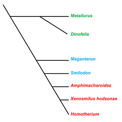 Figure 2. A cladigram modified from Christianson (2013) illustrating the evolutionary relationships of Machairodontinae. Red taxa are those traditionally grouped in tribe Homotherini, the blue in tribe Smilodontini, and green in tribe Metailurini.