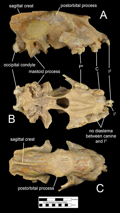 Figure 3. The cranium of Xenosmilus hodsonae (UF 60000) in A) right lateral, B) occlusal, and C) dorsal views.