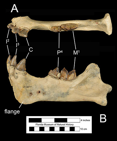 Figure 4. The left dentary of Xenosmilus hodsonae (UF 60000) in A) occlusal and B) left lateral views. Abbreviations: I2= second incisor; I3= third incisor; C= canine; P4= fourth premolar; M1= first molar.