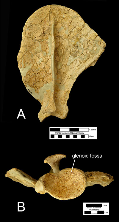 Figure 5. The left scapula of Xenosmilus hodsonae (UF 223831) in A) left lateral and B) proximal view.