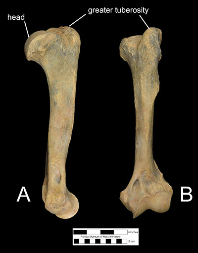 Figure 6. The left humerus of Xenosmilus hodsonae (UF 60000) in A) left lateral and B) anterior view.