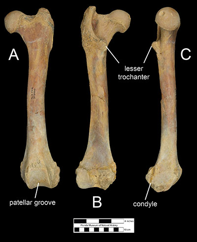 Figure 7. The left femur of Xenosmilus hodsonae (UF 60000) in A) anterior, B) posterior, and C) medial views.