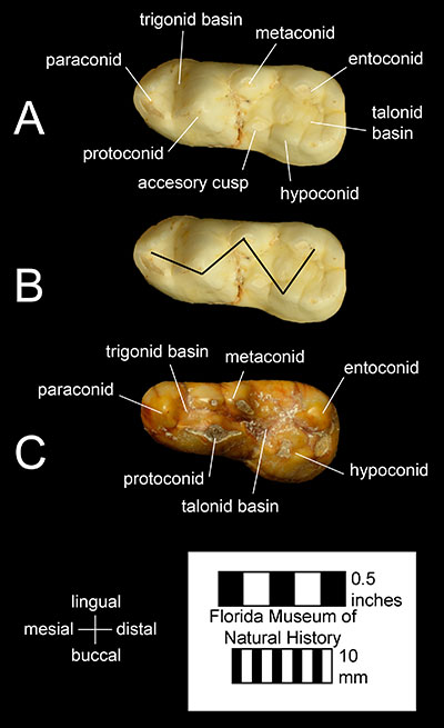 Figure 3. The lower left first molars of A) and B) Tremarctos floridanus (UF 212681) and C) Ursus americanus (UF 9169). Notice the accessory cusp in A and the W-shaped cusp pattern formed by the paraconid, protoconid, metaconid, hypoconid, and entoconid in B, which are characteristic of Tremarctinae and Tremarctos, respectively.