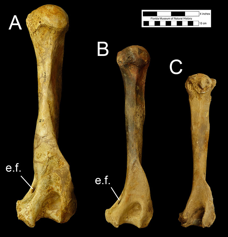 Figure 5. The right humeri of A) a large male Tremarctos floridanus (UF 8986) and B) a female Tremarctos floridanus (UF 7453), and C) the left humerus of Ursus americanus (UF 9083) in posterior view. The image of C has been reflected to facilitate visual comparison with A and B. Abbreviations: e.f. = entepicondylar foramen. Note the absence of the entepicondylar foramen on the humerus of Ursus americanus and the differences in the sizes of the three specimens.