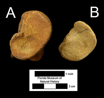 Figure 6. The proximal view of A) the right radius of Tremarctos floridanus (UF 47390) and B) the left radius of Ursus americanus (UF 35105). The image of B has been reflected to facilitate visual comparison with A.