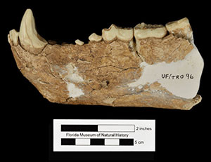 UF/TRO 96, a jaw belonging to this species