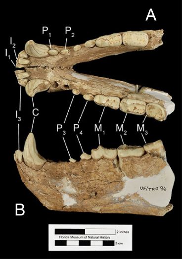 Figure 4. The mandible of Tremarctos floridanus (UF/TRO 96) in A) occlusal and B) left lateral views. Abbreviations: I1= first incisor; I2= second incisor; I3= third incisor; P1= first premolar; P2= second premolar; P3= third premolar; P4= fourth premolar; M1= first molar; M2= second molar; M3= third molar.