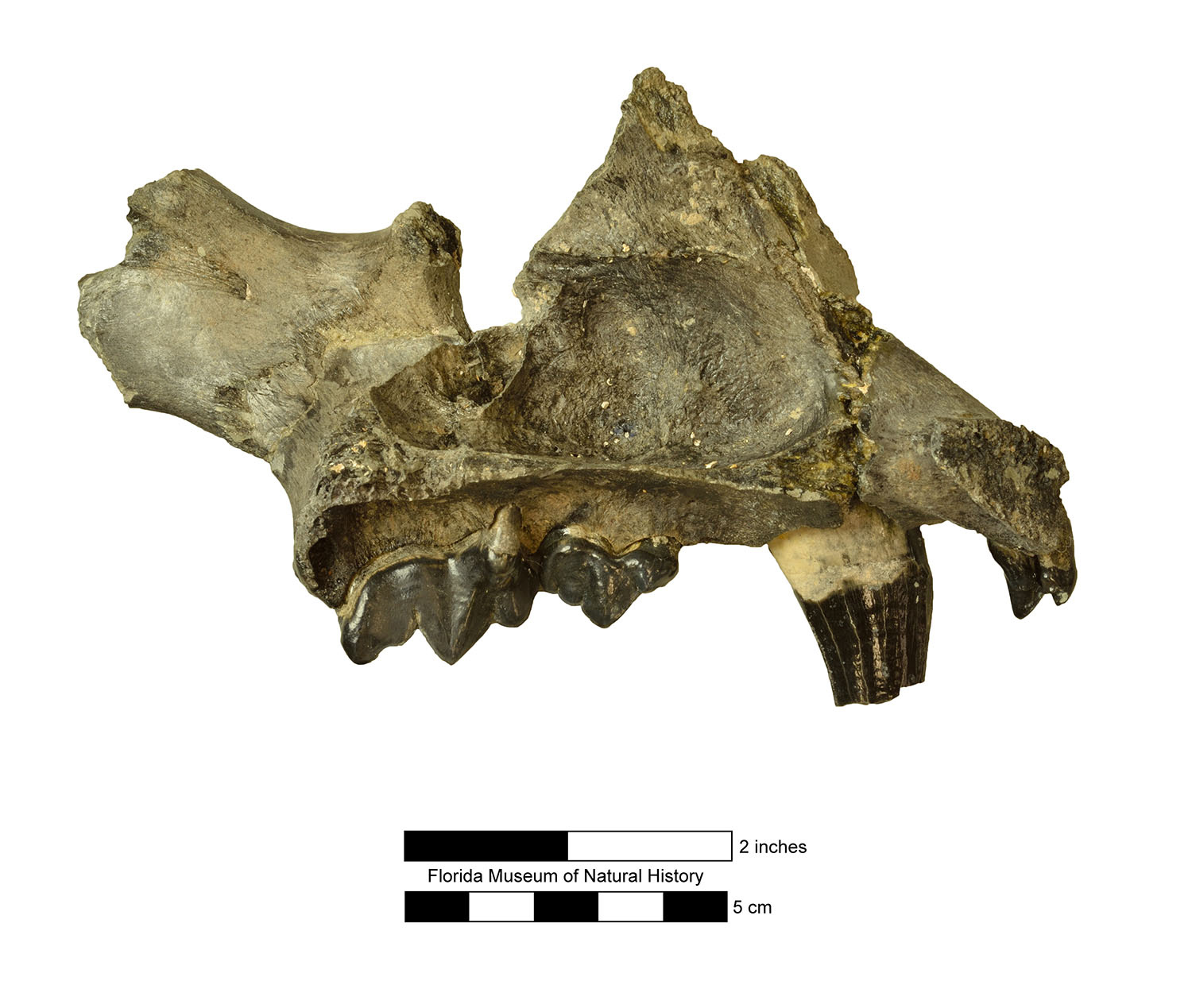 Coleman 2A – Florida Vertebrate Fossils