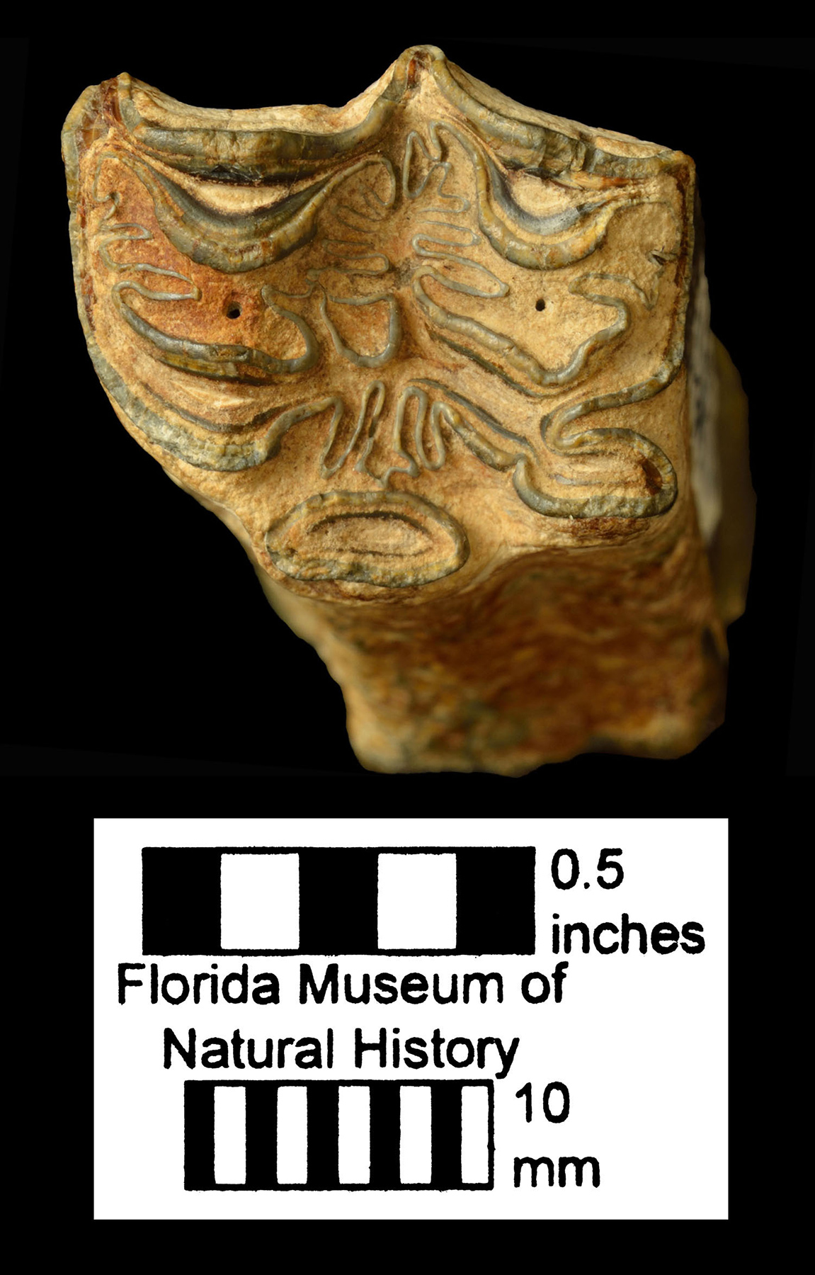 Gainesville Creeks Fauna Florida Vertebrate Fossils