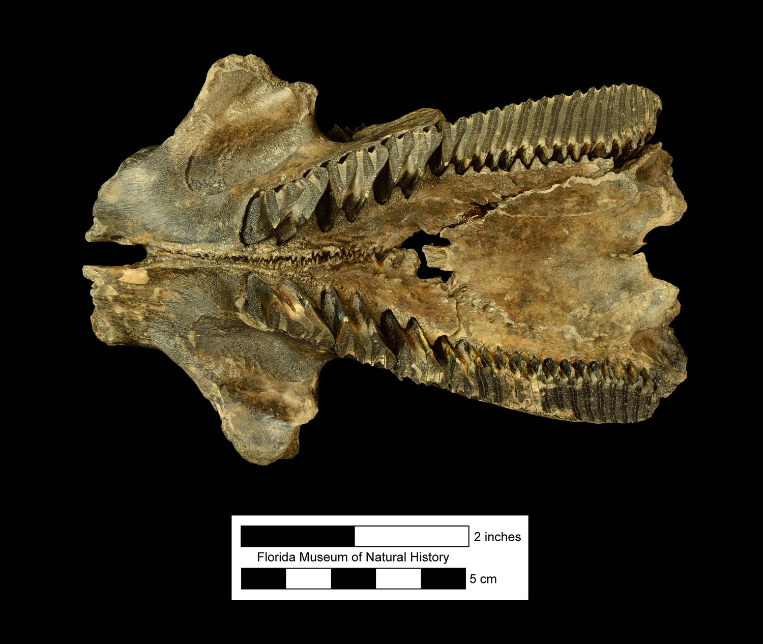 Waccasassa River 9A Florida Vertebrate Fossils