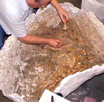 volunteer working with fossil skeleton