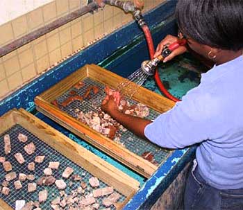 Volunteer washing fossils