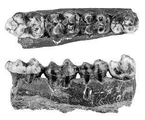 peccary teeth