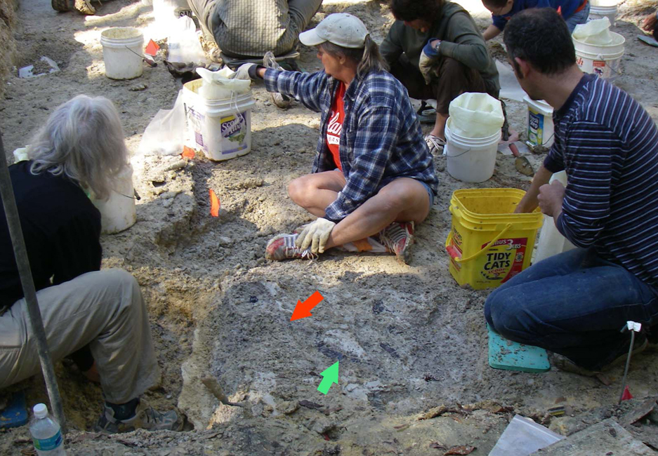 Volunteers Cindy Roll (left) and Joyce Goss (center) along with museum paleontologist Jason Bourque (right) trench around the bear-dog skull (position indicated by red arrow) and tortoise shell (green arrow) in preparation for making a plaster jacket to hold the fossils | Photo © Richard Hulbert