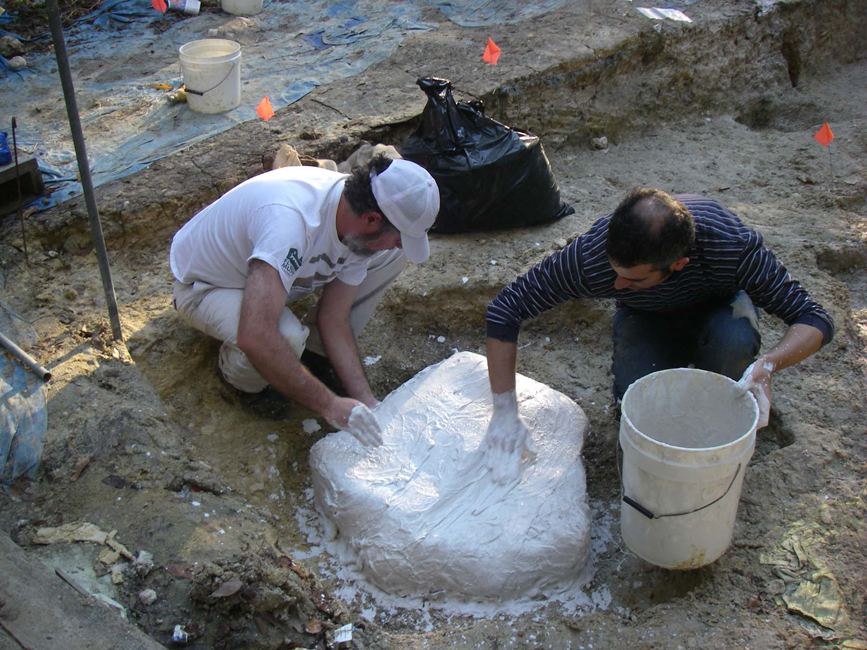 Richard Hulbert and Jason Bourque (right) complete the plaster jacket containing the bear-dog skull, tortoise shell, and other fossils | Photo © Cindy Roll