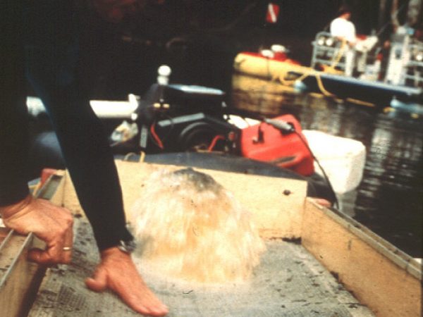 man looking at screened materials