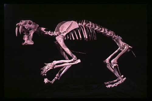 saber-toothed cat skeleton