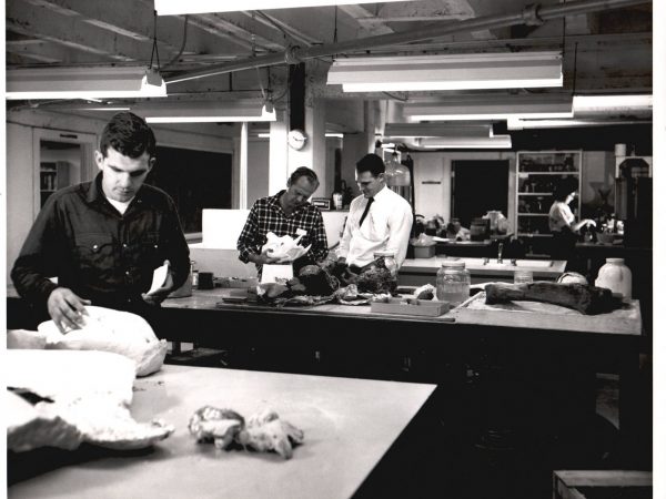 Group photo of four people at work in the collections, located in the basement of the Seagle Building, including Robert Allen (left), Walter Auffenberg (center), and Dave Webb (right), April 1965