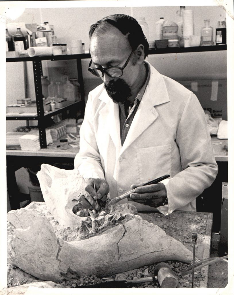 Howard Converse, fossil preparator from 1971-1987, working on fossil preparations for a large jaw