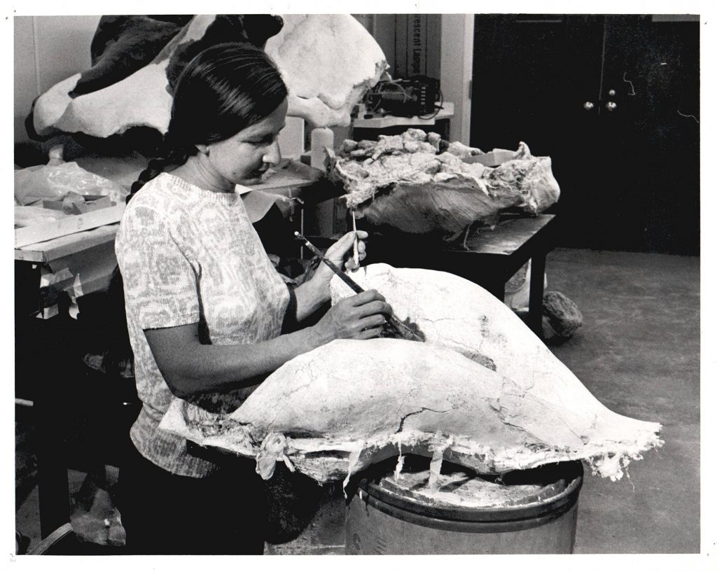 Chandra Aulsbrook, collections staff and fossil preparator from the 1960s-1977, working on a fossil jaw