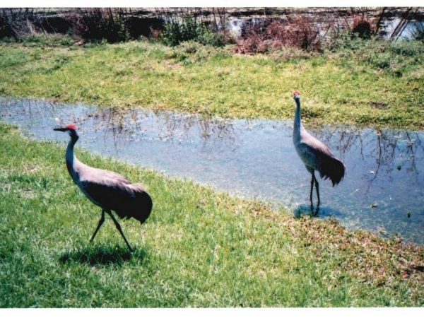 Two sandhill cranes standing in creek, Thomas Farm, 2011